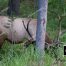 Elk In Rut