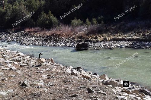 Chama River, El Vado Ranch, Fly Fishing, New Mexico
