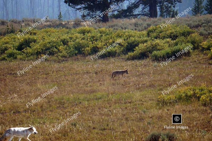 Coyotes, Yellowstone National Park