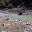 Canadian Geese, Nesting At Cooper's El Vado Ranch