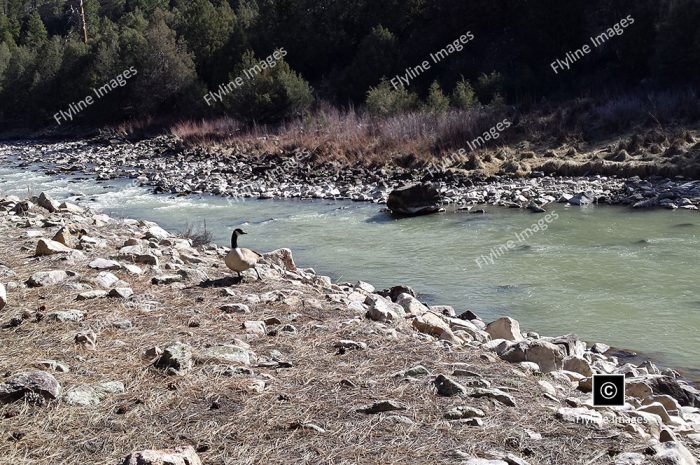 Canadian Geese, Nesting At Cooper's El Vado Ranch