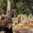Grizzly Bear, Grizzly Bears, Yellowstone National Park