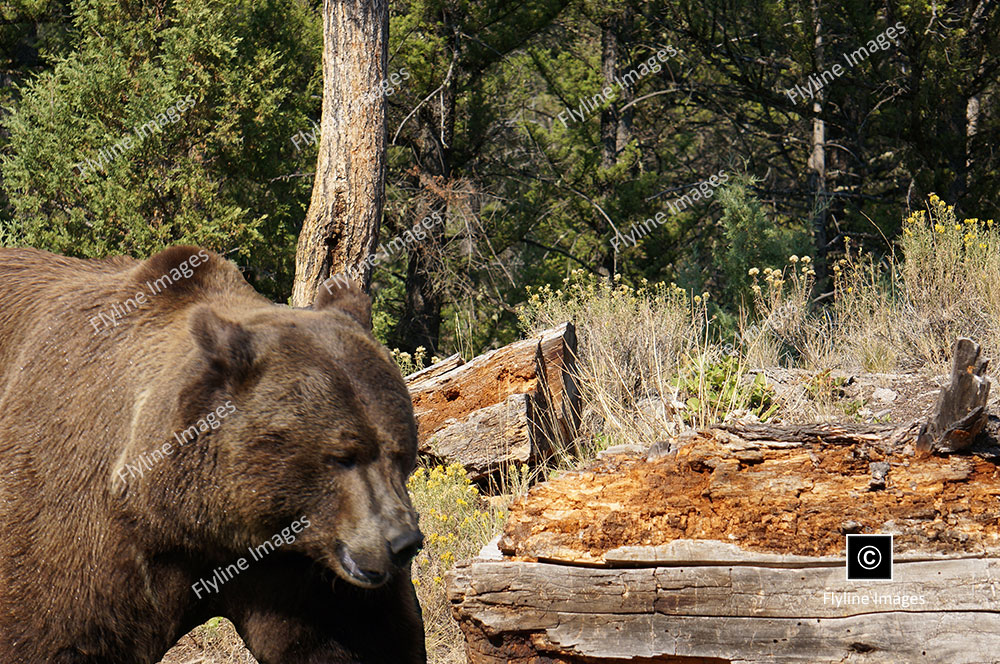 Grizzly Bear, Grizzly Bears, Yellowstone National Park