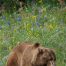 Grizzly Bear in the meadow