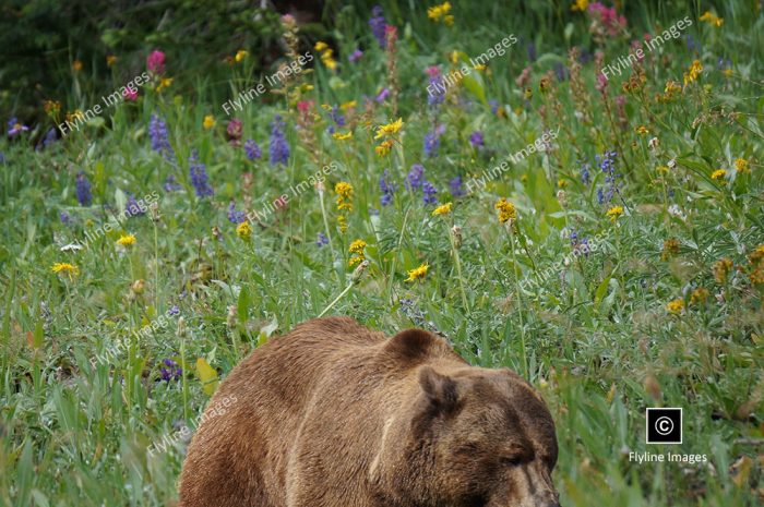 Grizzly Bear in the meadow