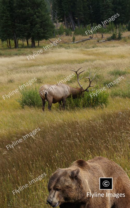 Grizzly Bear, Bull Elk