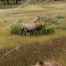 Grizzly Bear, Bull Elk
