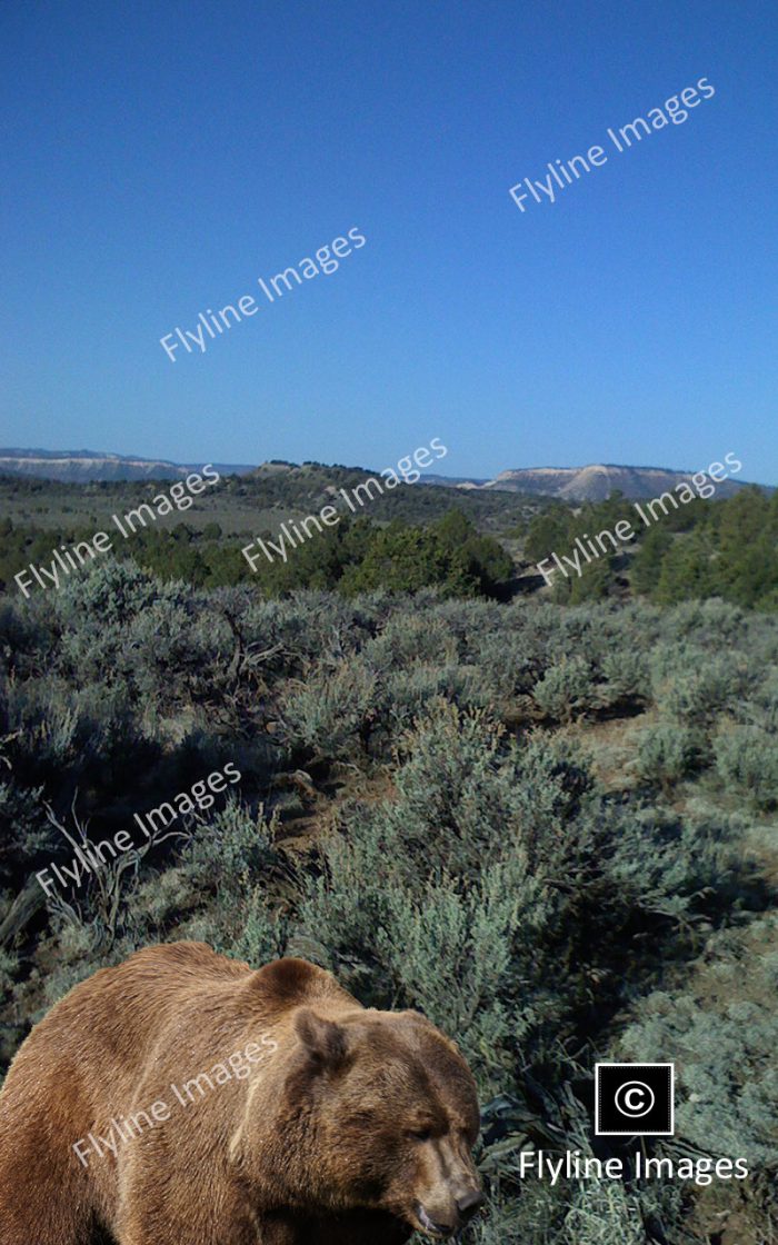 Grizzly Bear, Sage Brush