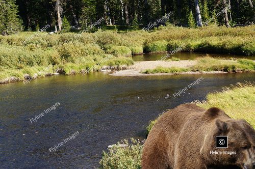 Yellowstone National Park, Grizzly Bear