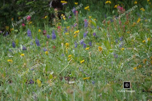 Wildflowers, Yellowstone