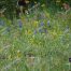 Wildflowers, Yellowstone