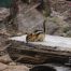 Mount Washburn, Chipmunk, Yellowstone National Park