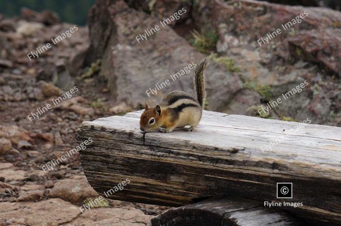 Mount Washburn, Chipmunk, Yellowstone National Park