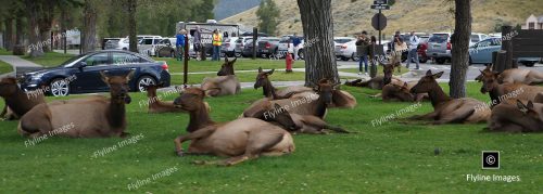 Elk, Mammoth Hot Springs, Yellowstone