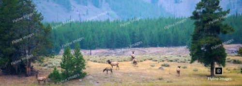 Elk