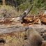 Marmot, Yellowstone