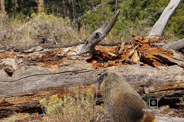 Marmot, Yellowstone