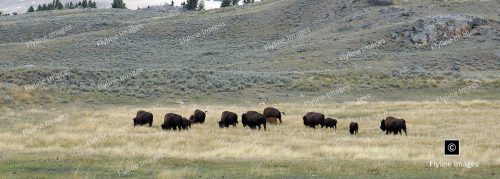 Buffalo, Yellowstone National Park