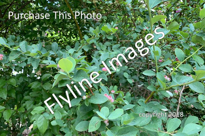 Blueberry, Blueberries, Blueberry Bush