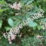 Blueberry Bush, Blueberries, Blueberry bushes