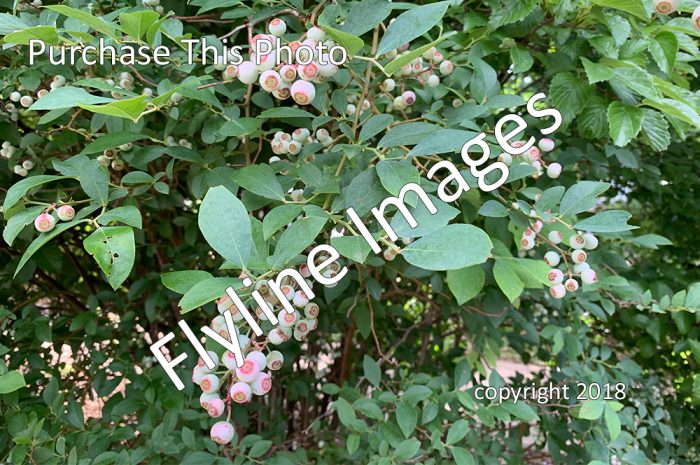 Blueberry Bush, Blueberries, Blueberry bushes