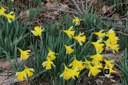 Daffodils, North Georgia Wildflowers