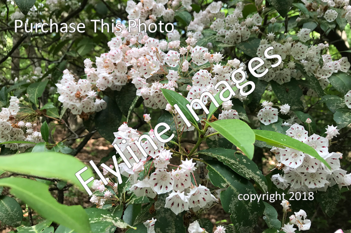 Mountain Laurel