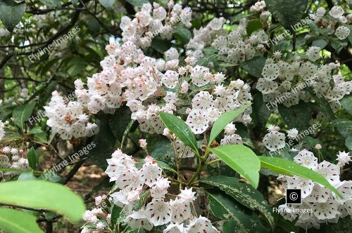 Mountain Laurel, Wildflowers