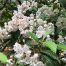 Mountain Laurel, Wildflowers