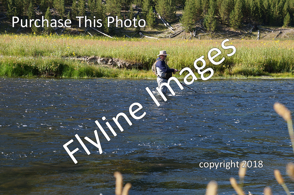 Fly Fishing The Madison - Flyline Images