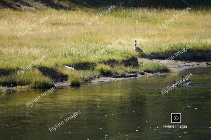 Yellowstone Natonal Park, Madison River, Geese