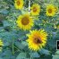 Sunflower Field, Georgia Sunflowers
