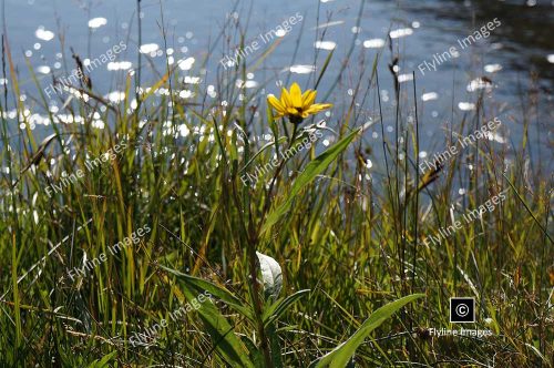 Swamp Sunflower