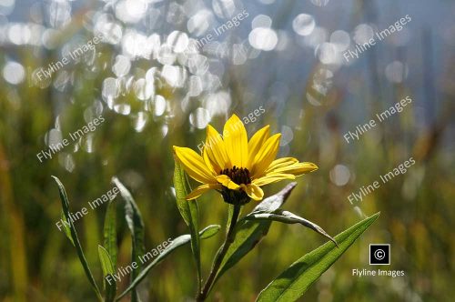 Swamp Sunflower, Yellowstone Wildflowers