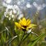 Swamp Sunflower, Yellowstone Wildflowers