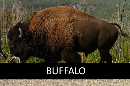 Stock Photos of Buffalo