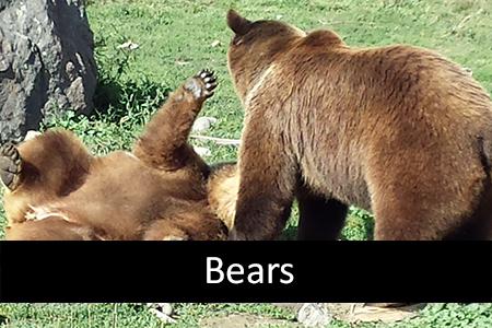 Stock Photos of Bears