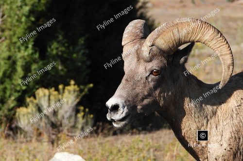 Big Horn Ram, Yellowstone National Park, Mammoth Hot Springs Wildlife