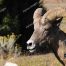 Big Horn Ram, Yellowstone National Park, Mammoth Hot Springs Wildlife