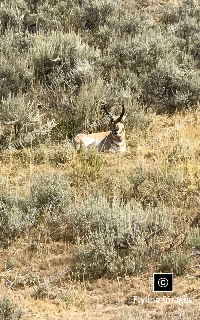 American Pronghorn, Antelope, Yellowstone National Park