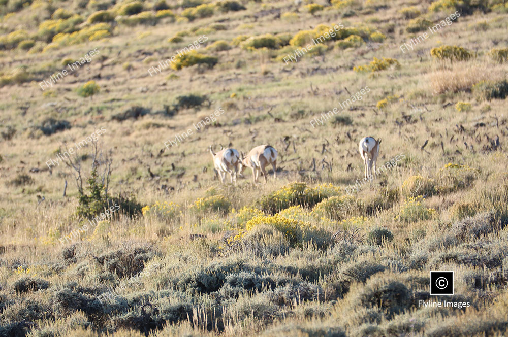Utah Antelope