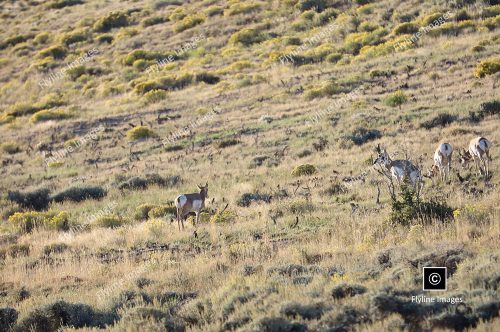Antelope, Utah, Green River