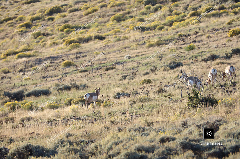 Antelope, Utah, Green River
