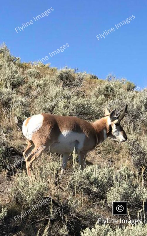 American Pronghorn, Antelope, Yellowstone National Park