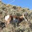 American Pronghorn, Antelope, Yellowstone National Park