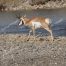 American Pronghorn, Antelope, Yellowstone National Park