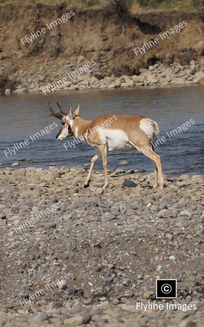 American Pronghorn, Antelope, Yellowstone National Park