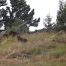 Black Bear, Yellowstone