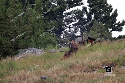Black Bear, Yellowstone, Lamar Valley