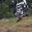 Black Bear, Yellowstone, Lamar Valley